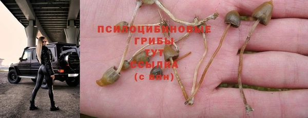 шишки Алзамай